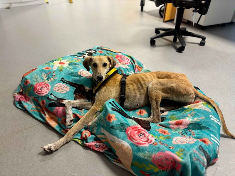 undefined | Lurcher | undefined - 1