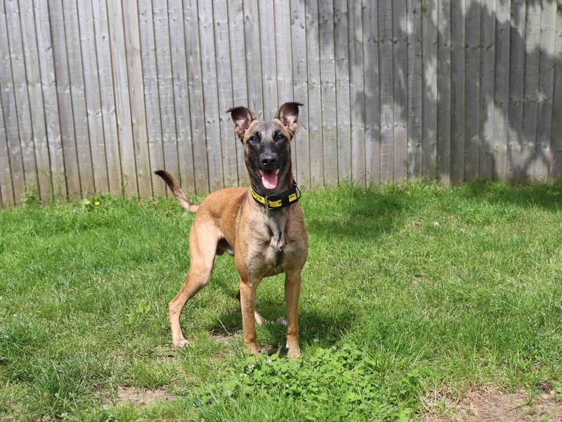 undefined | Belgian Shepherd Dog (Malinois) Cross | undefined - 3