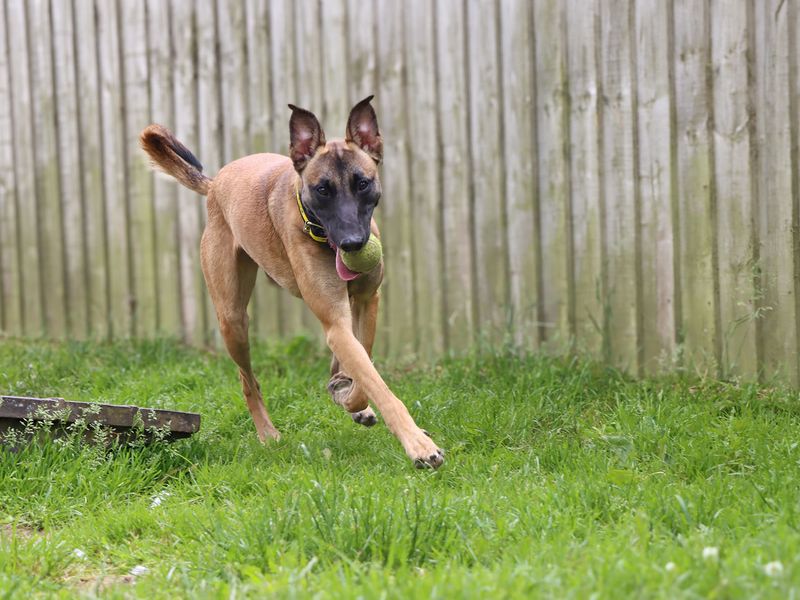 undefined | Belgian Shepherd Dog (Malinois) Cross | undefined - 4