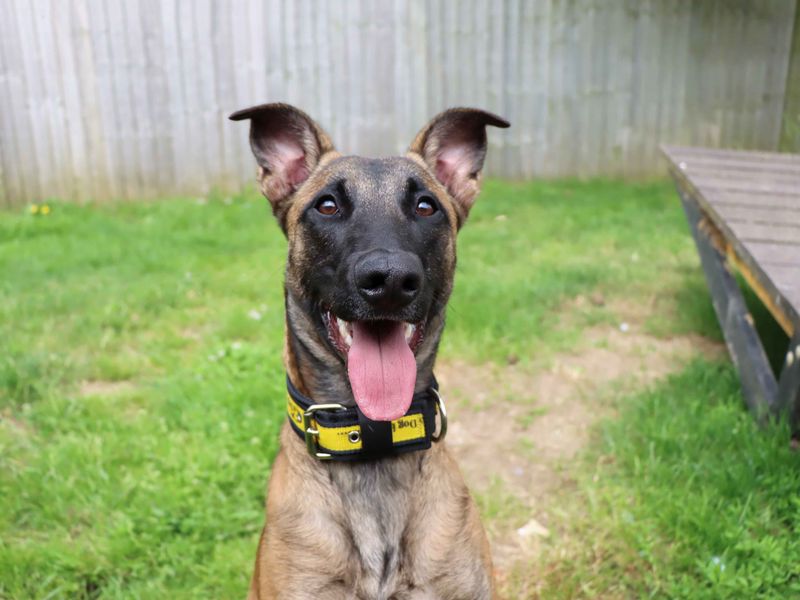 undefined | Belgian Shepherd Dog (Malinois) Cross | undefined - 2