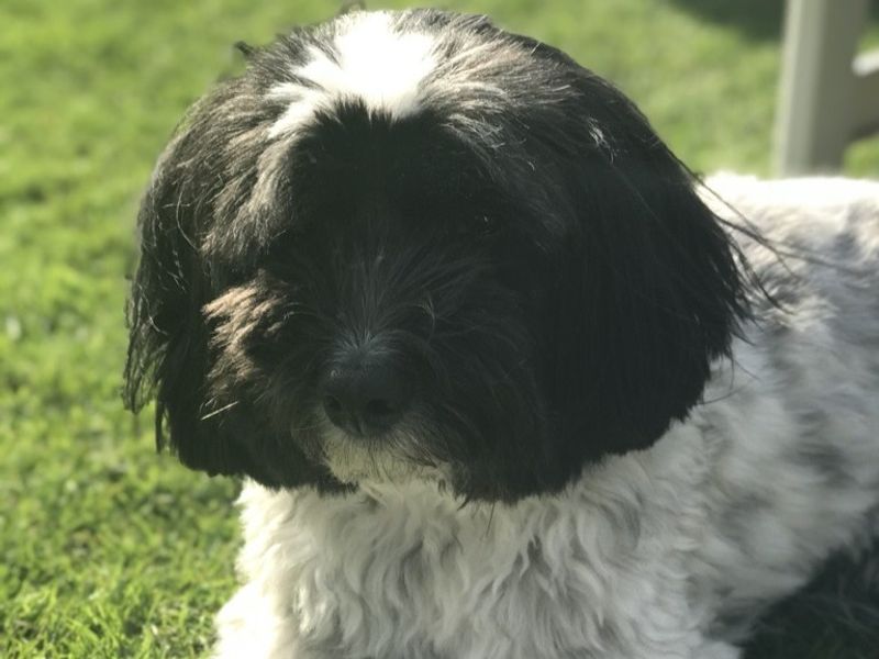 undefined | Coton De Tulear Cross | undefined - 2