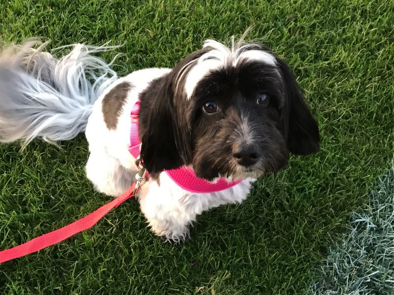 undefined | Coton De Tulear Cross | undefined - 3