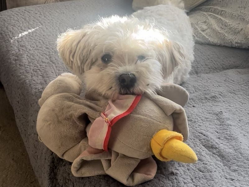 Bailey - Image 3 of 3