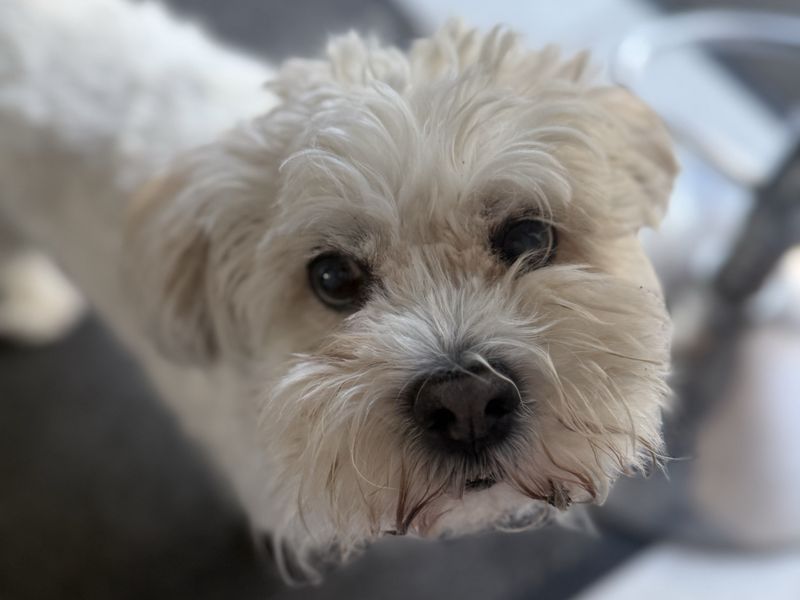 Bailey - Image 2 of 3