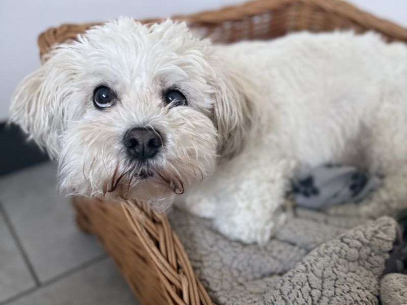Shih Tzu Dogs And Puppies For Adoption