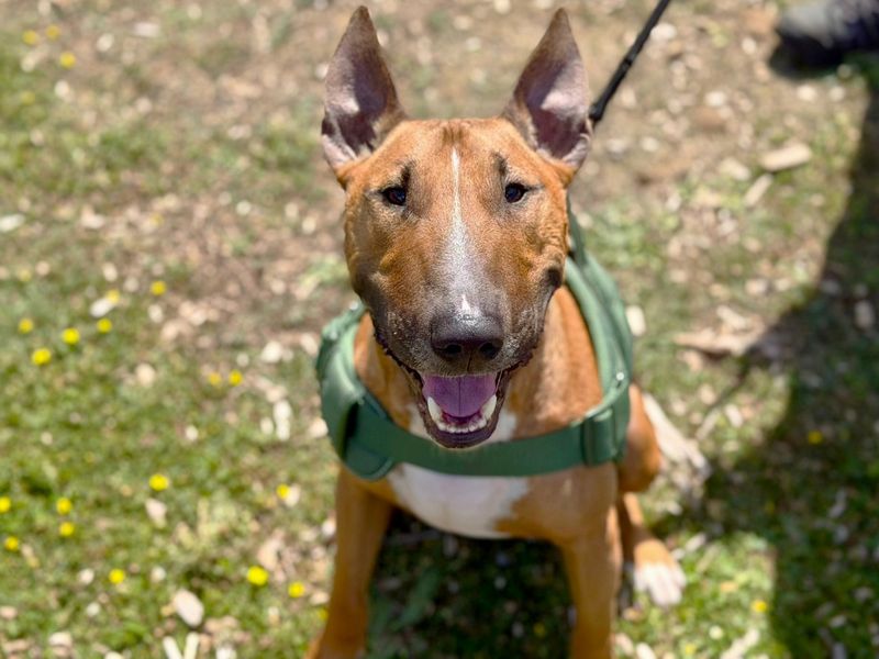 Ceaza | Terrier (Bull) | Canterbury - 1