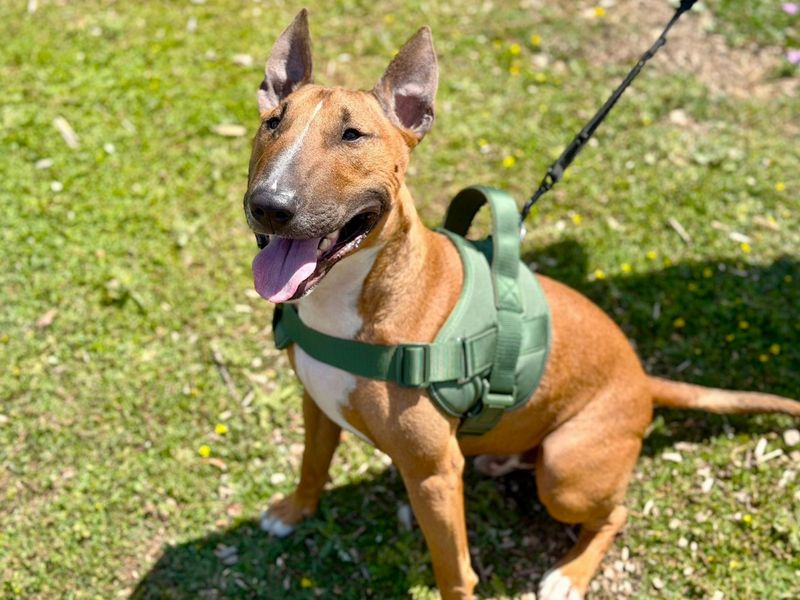 Ceaza | Terrier (Bull) | Canterbury - 2