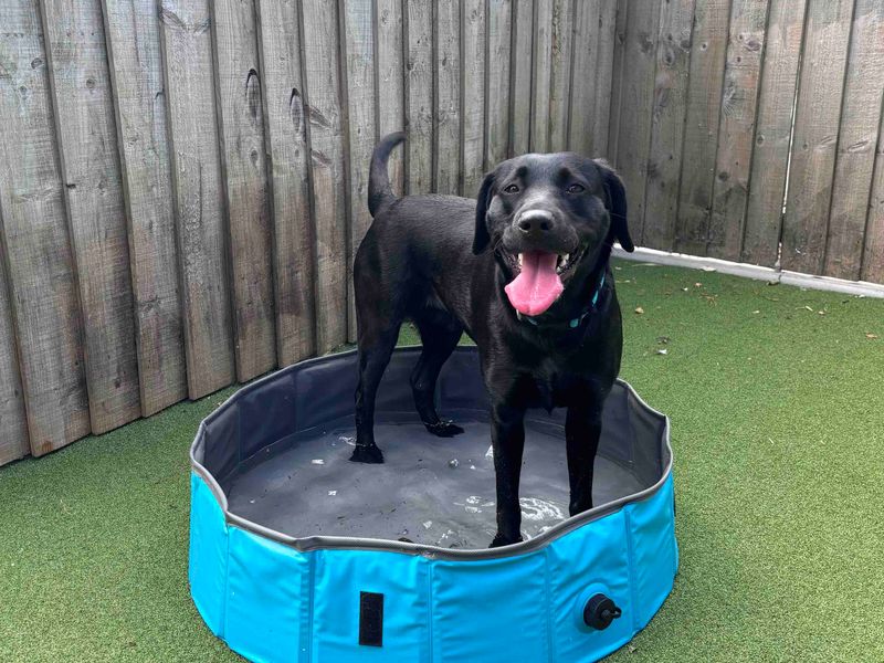 Maggie | Retriever (Labrador) | Darlington - 2
