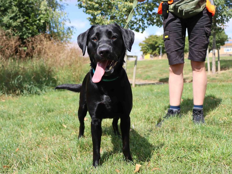Maggie | Retriever (Labrador) | Darlington - 1