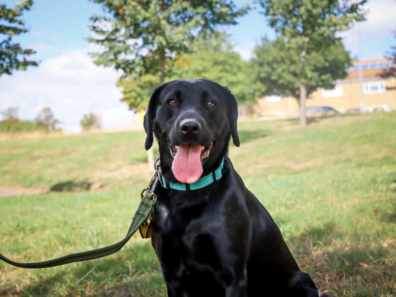 Maggie | Retriever (Labrador) | Darlington - 3