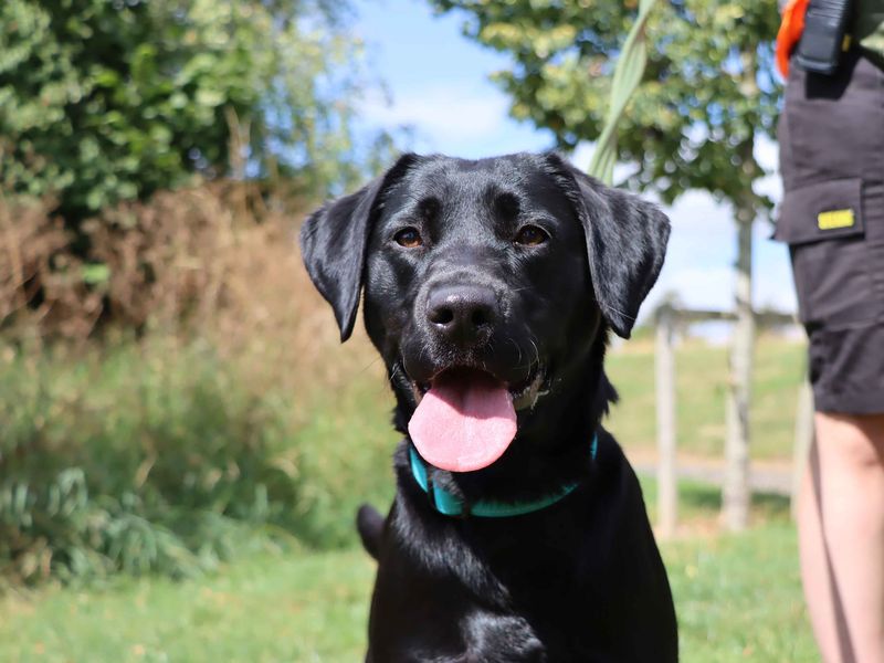 Maggie | Retriever (Labrador) | Darlington - 4
