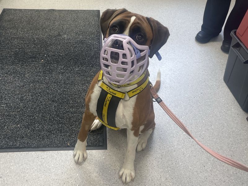 Spot | Boxer | Ballymena (Northern Ireland) - 2