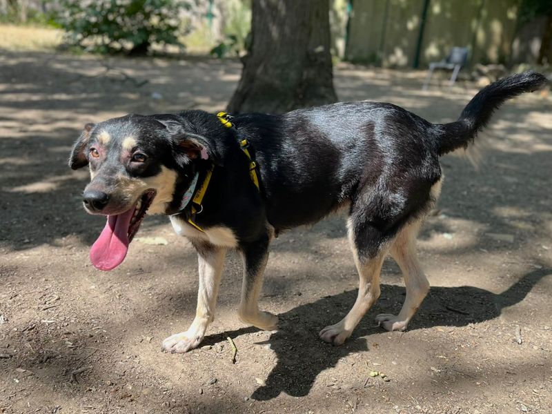Luna | Crossbreed | Canterbury - 1
