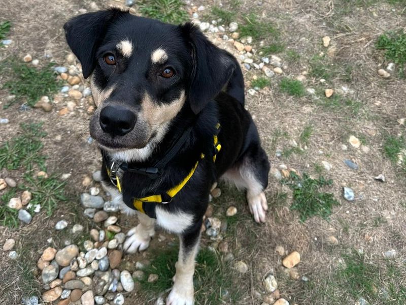 Luna | Crossbreed | Canterbury - 2