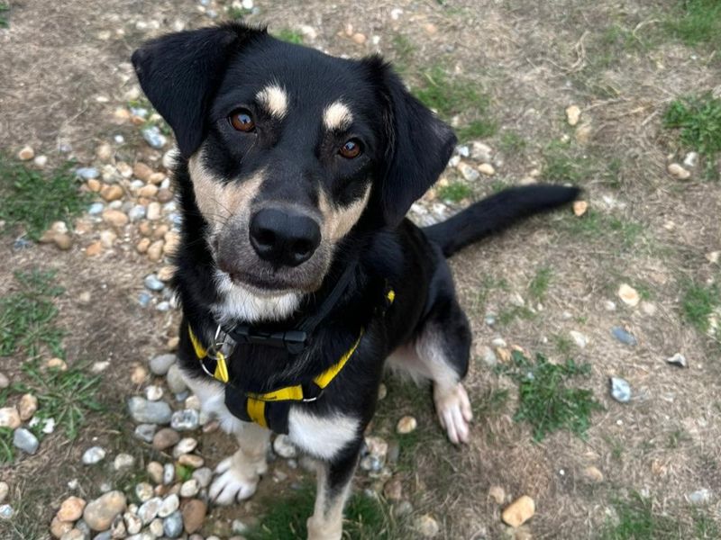 Luna | Crossbreed | Canterbury - 3