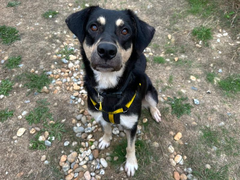 Luna | Crossbreed | Canterbury - 4