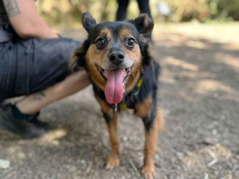 Roxy | Crossbreed | Canterbury - 3