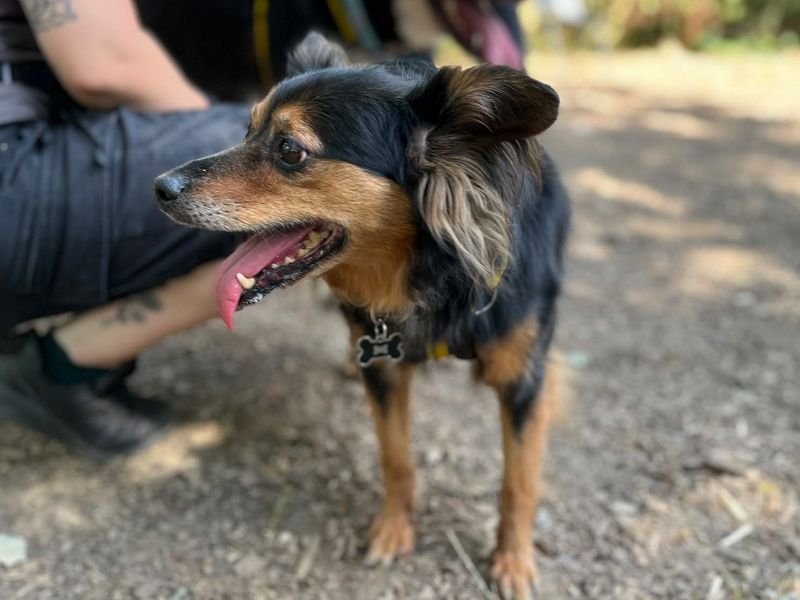 Roxy | Crossbreed | Canterbury - 2