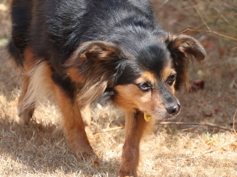 Roxy | Crossbreed | Canterbury - 4
