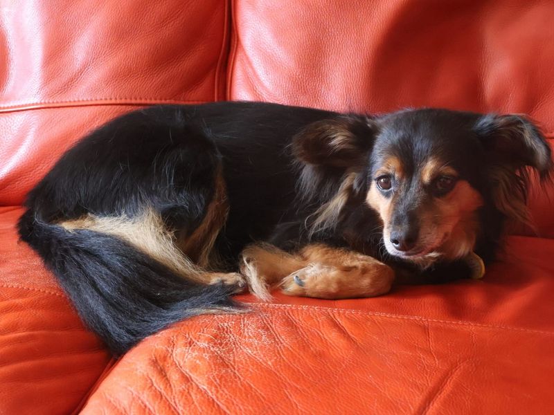 Roxy | Crossbreed | Canterbury - 1