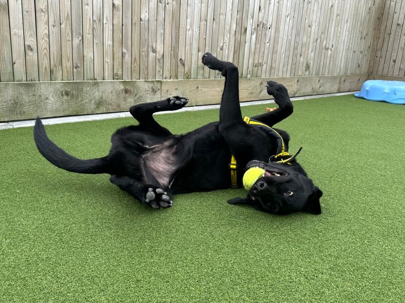 Cash | Retriever (Labrador) | Ballymena (Northern Ireland) - 2