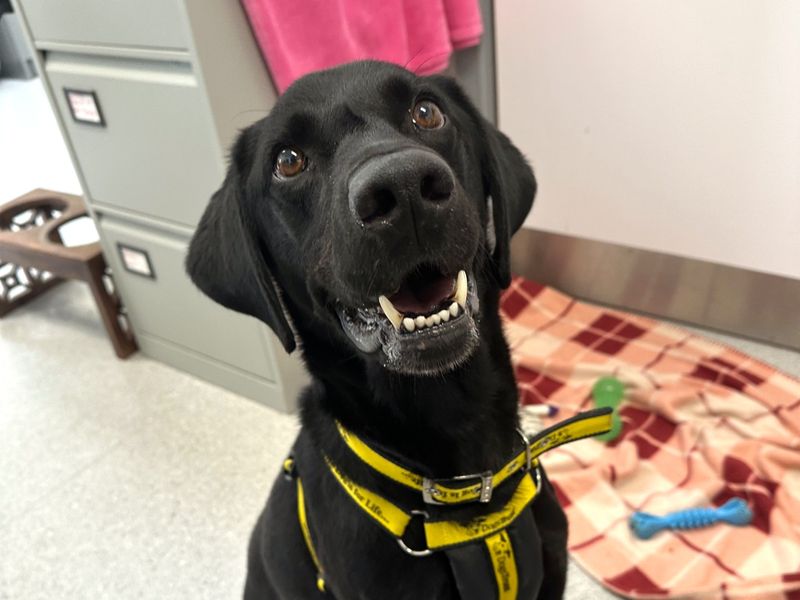 Cash | Retriever (Labrador) | Ballymena (Northern Ireland) - 1