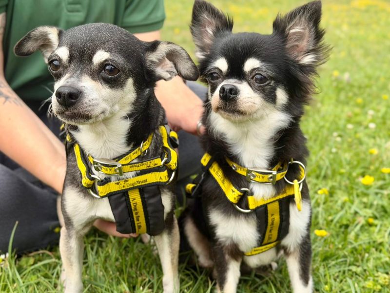 Bella & Poppy | Chihuahua (Long Coat) | Canterbury - 2