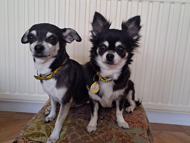 Bella & Poppy | Chihuahua (Long Coat) | Canterbury - 1