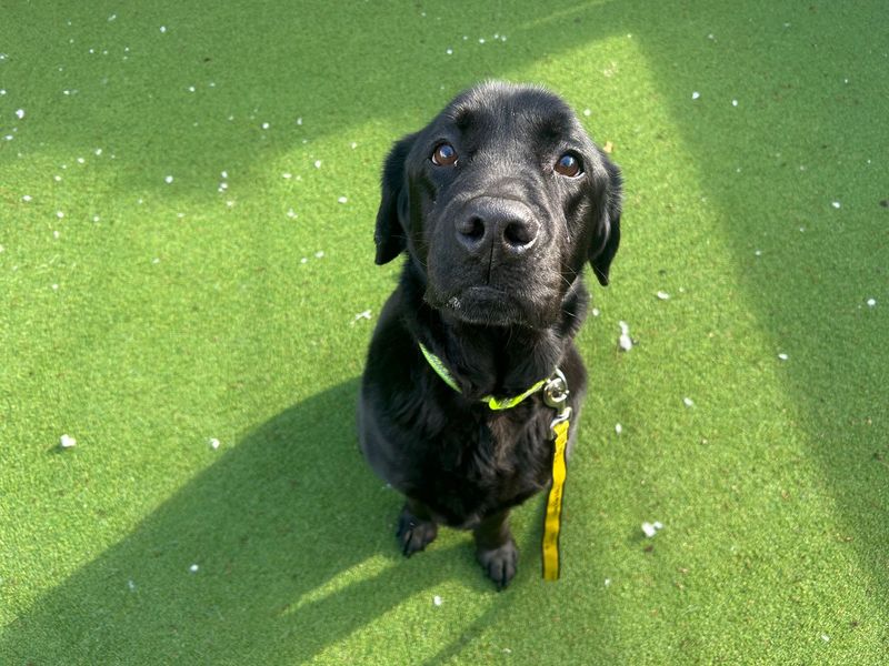 Reggie | Retriever (Labrador) | Cardiff - 2