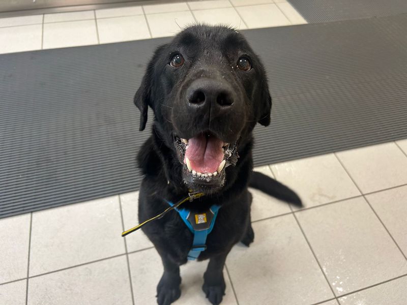 Reggie | Retriever (Labrador) | Cardiff - 3