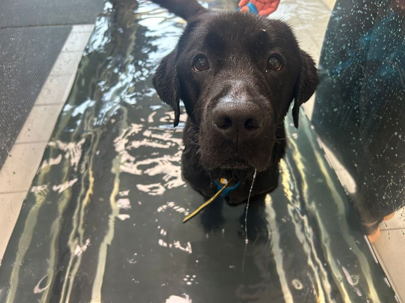 Reggie | Retriever (Labrador) | Cardiff - 4