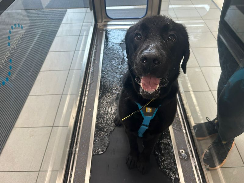 Reggie | Retriever (Labrador) | Cardiff - 1