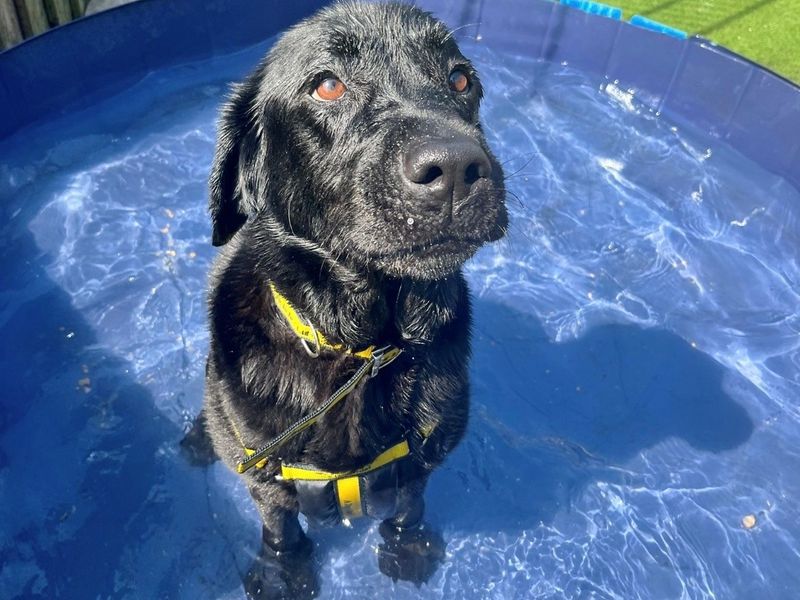Reggie | Retriever (Labrador) | Cardiff - 5