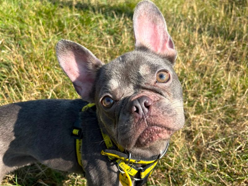 Pretty | French Bulldog | Shoreham (Sussex) - 2