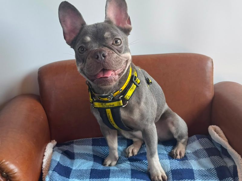 Pretty | French Bulldog | Shoreham (Sussex) - 3