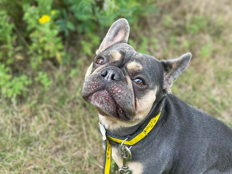 Mini | French Bulldog | Basildon (Essex) - 3