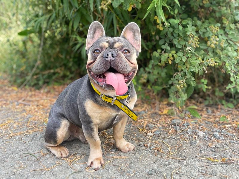 Mini | French Bulldog | Basildon (Essex) - 1