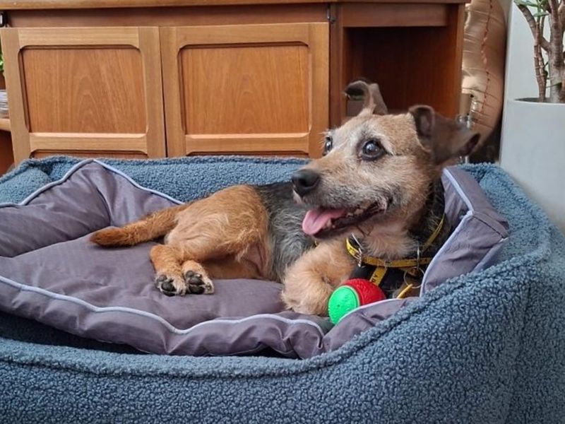 undefined | Terrier (Jack Russell) | undefined - 1