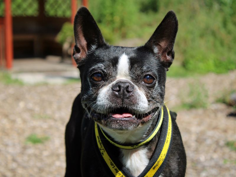 Dora | Terrier (Boston) | Merseyside (Liverpool) - 1