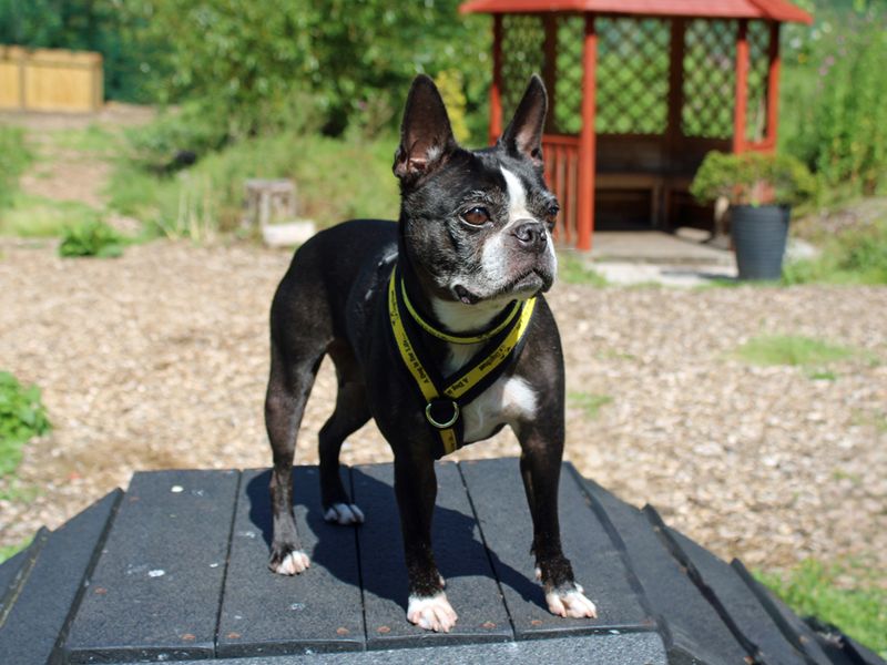 Dora | Terrier (Boston) | Merseyside (Liverpool) - 2