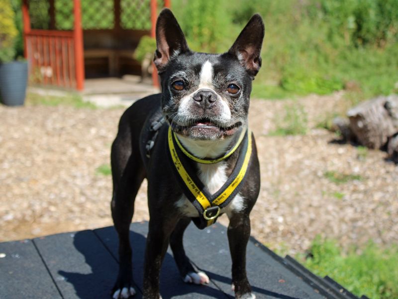 Dora | Terrier (Boston) | Merseyside (Liverpool) - 3