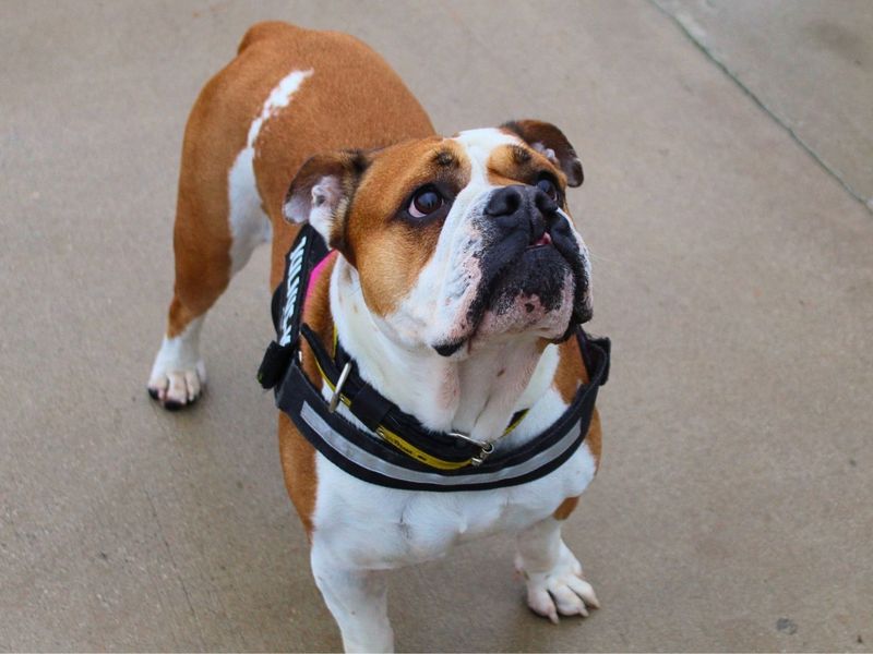 Layla | Bulldog | Manchester - 6