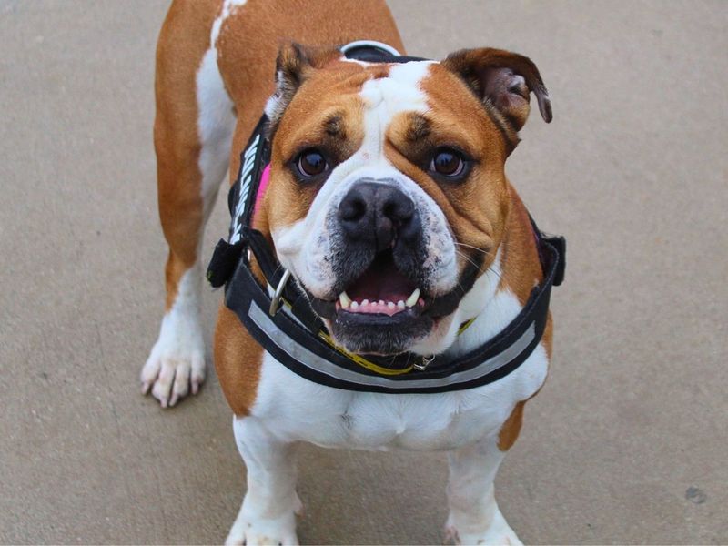 Layla | Bulldog | Manchester - 4