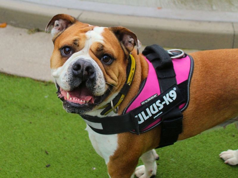 Layla | Bulldog | Manchester - 2