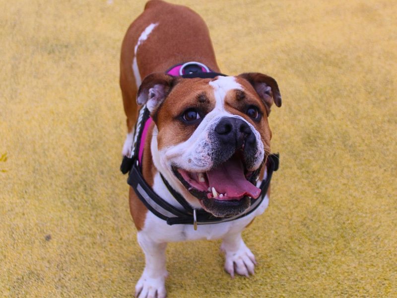 Layla | Bulldog | Manchester - 5