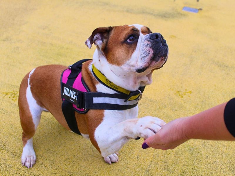 Layla | Bulldog | Manchester - 7