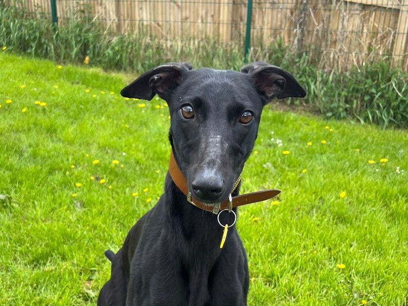 undefined | Lurcher | undefined - 1