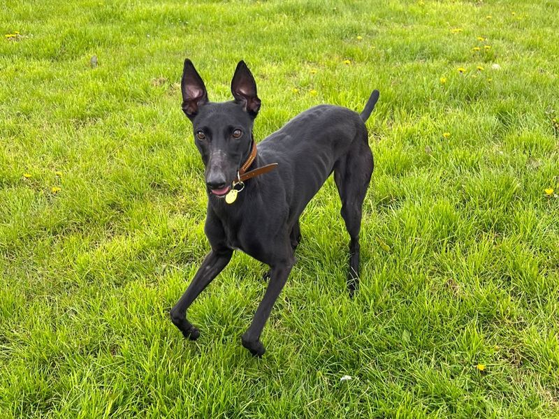 undefined | Lurcher | undefined - 2