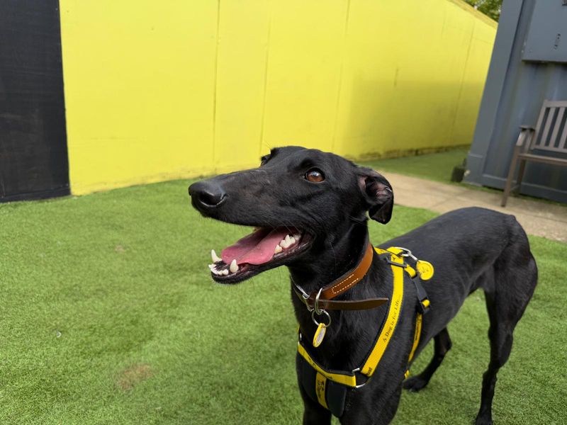 undefined | Lurcher | undefined - 3