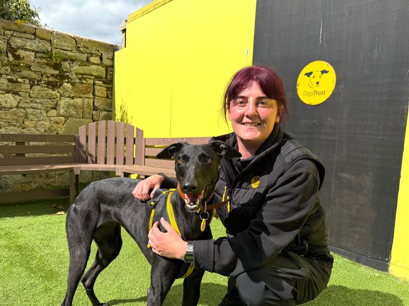 undefined | Lurcher | undefined - 4